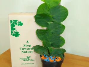 Rhaphidophora Hayi, Shingal Creeper Plant