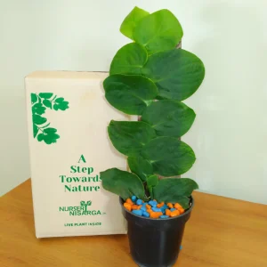 Rhaphidophora Hayi, Shingal Creeper Plant