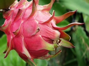 Dragon Fruit Plant | Pitaya/Pitahaya
