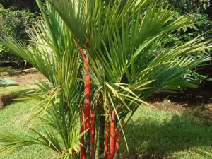 Red Palm, Cyrtostachys Renda Alba Plant