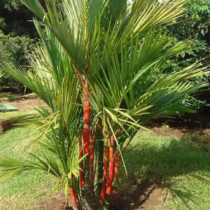 Red Palm, Cyrtostachys Renda Alba Plant