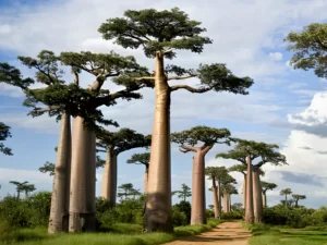 Kalpvriksha, Adansonia Digitata (African Baobab) Plant