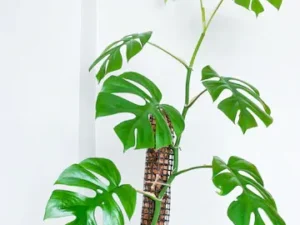 Rhaphidophora Tetrasperma Plant