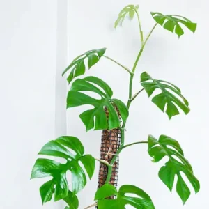 Rhaphidophora Tetrasperma Plant
