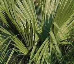 Shop the Best Selection of Texas, Mexican, and Rio Grande Palmetto Trees