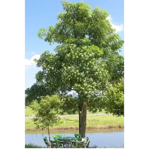Saptaparni, Dita, Alstonia scholaris  Plant