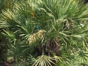 Buy Green Serenoa Repens Palm Trees - Enhance Your Outdoor Landscape Today!