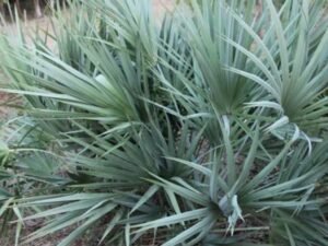 Shop the Silver Serenoa Repens Tree - A Majestic Addition to Your Garden