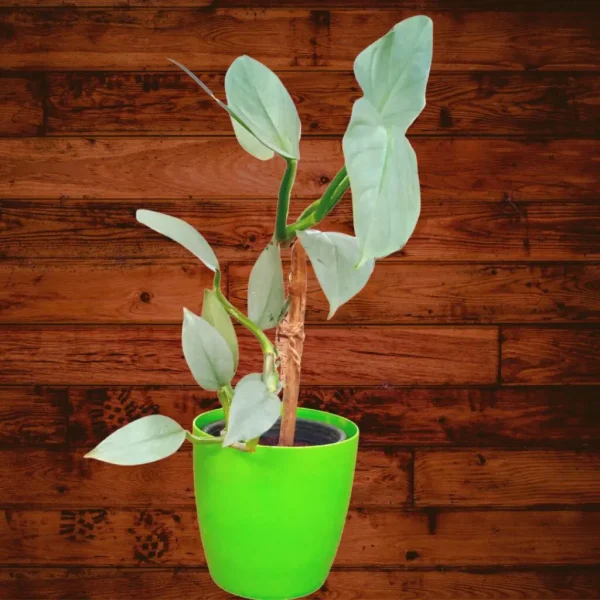 Philodendron Hastatum Plant