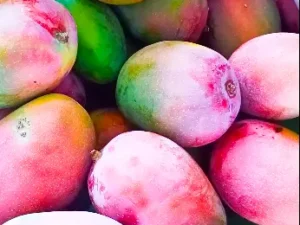 Suvarnarekha Grafted Mango plant