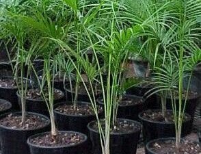 Beautiful Syagrus Weddelliana (Baby Cocos Palm) Trees for Sale