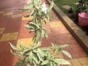tabernaemontana divaricata variegata