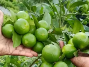 Thai Patti Lemon | Citrus limon Fruit Plants