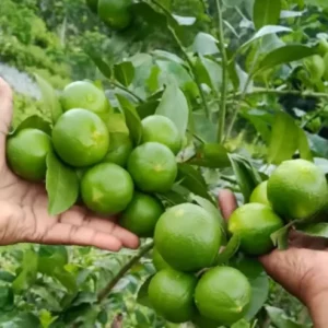 Thai Patti Lemon | Citrus limon Fruit Plants