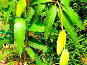 Dwarf Thai Banana Mango (Grafted)