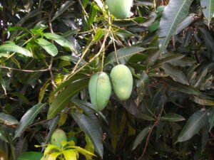 Thai Mango, 12 month fruiting
