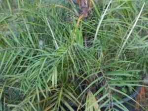 Exotic Thatch Palms Collection | Thrinax parviflora, T. harrisiana, T. tessellata, Broom Thatch, Mountain Thatch, Iron Thatch Tree Available for Purchase