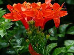 Buy Tecoma Shrub cape honeysuckle Orange bush at Wholesale