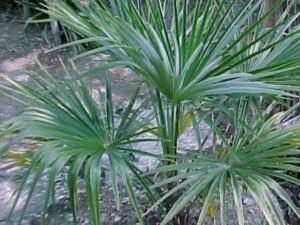Buy Trachycarpus Fortunei Windmill Palm Tree - The Ultimate Low Maintenance Exotic Garden Addition