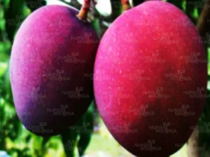 Black Stone Mango (Tommy Atkins) Plant
