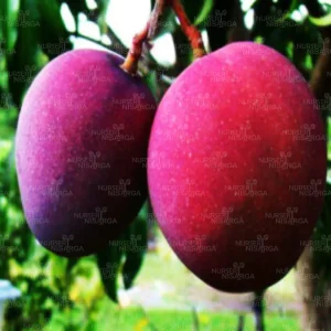 Black Stone Mango (Tommy Atkins) Plant