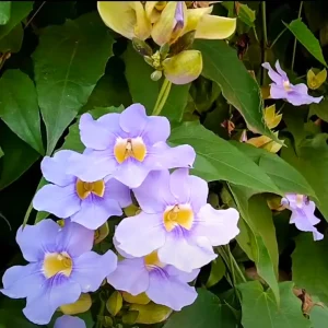 Thunbergia grandiflora | Bengal clockvine