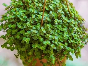 Buy Turtle vine - Callisia Repens at Wholesale Price