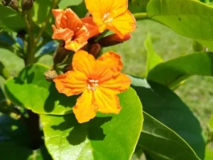 Cordia Sebestena, Geiger Tree