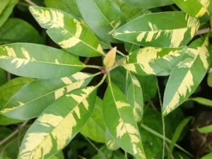 Chikoo / sapodilla (Variegated, Graft) Fruit Plant