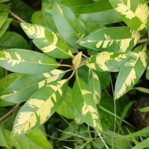Chikoo / sapodilla (Variegated, Graft) Fruit Plant