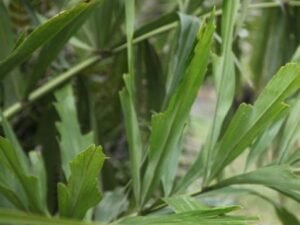Beautiful Wallichia disticha Disticha Palm | Add a Unique Touch to Your Landscape with Our Fan Fishtail Palm Trees for Sale