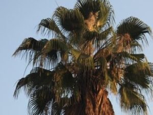 Buy the Majestic Washingtonia filifera Palm Tree - Perfect for Desert Landscaping