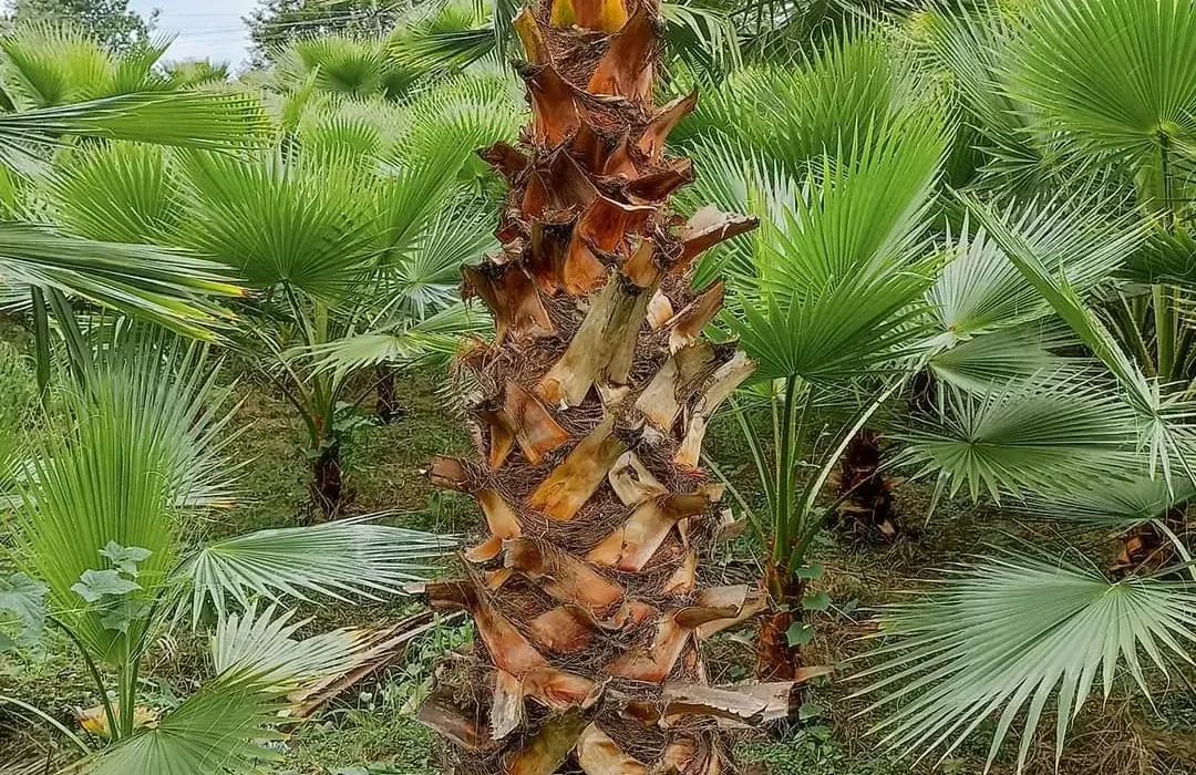 Washingtonia Palm in Delhi| Washingtonia Robusta | Washing Tonia Palm Tree | | Buy At Wholesale Price | Bagwani Nursery