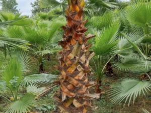 Washingtonia Palm in Delhi| Washingtonia Robusta | Washing Tonia Palm Tree | | Buy At Wholesale Price | Bagwani Nursery