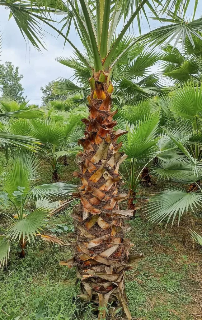 Washingtonia Palm in Delhi| Washingtonia Robusta | Washing Tonia Palm Tree | | Buy At Wholesale Price | Bagwani Nursery