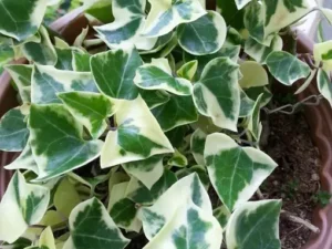 Variegated Wax Ivy Plant Senecio macroglossus Variegatus