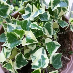 Variegated Wax Ivy Plant Senecio macroglossus Variegatus