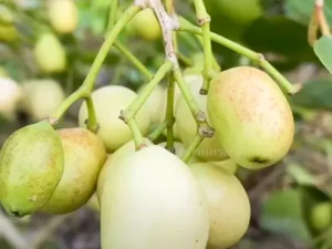 White Jamun Tree, Syzygium cumini Thai Variety Fruit Plant