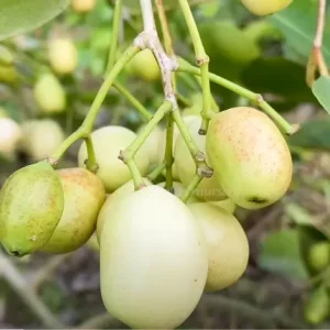 White Jamun Tree, Syzygium cumini Thai Variety Fruit Plant