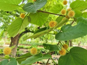 Haldu Plant | Yellow Teak | Haldina cordifolia Tree