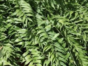 Stunning Zamia Fischeri Fern Plant - Perfect for Your Home or Garden