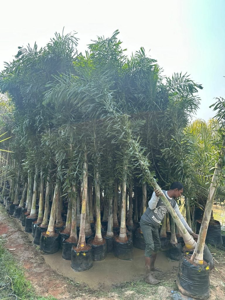 foxtail palm in chilkana