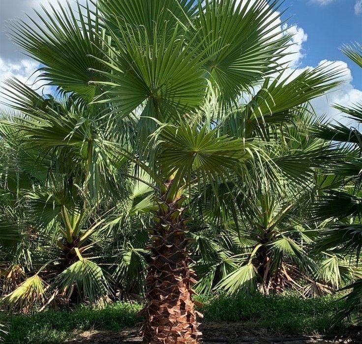 washingtonia palm in dehradun