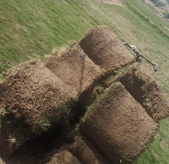 Mexican grass in Chilkana, Mexican lawn grass in Chilkana, natural lawn grass in Chilkana