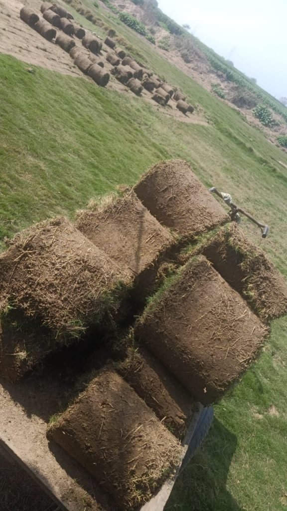 Mexican grass in saharanpur, Mexican lawn grass in saharanpur, natural lawn grass in saharanpur