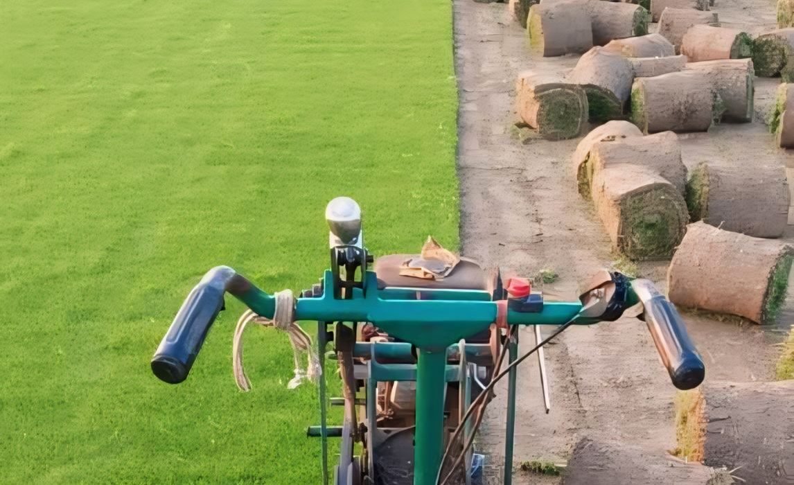 selection no 1 grass in saharanpur, selection no 1 lawn grass in saharanpur, natural lawn grass in saharanpur