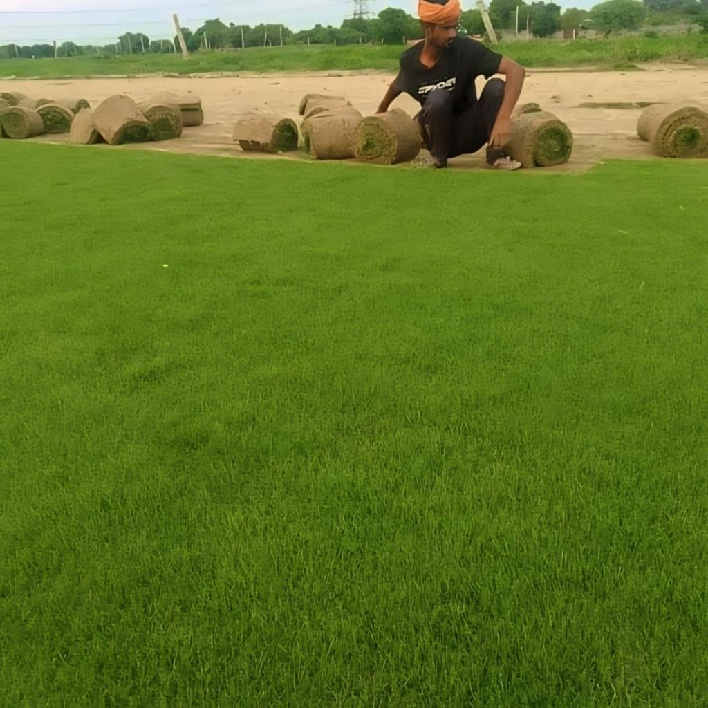 korean grass in saharanpur, korean lawn grass in saharanpur, natural lawn grass in saharanpur