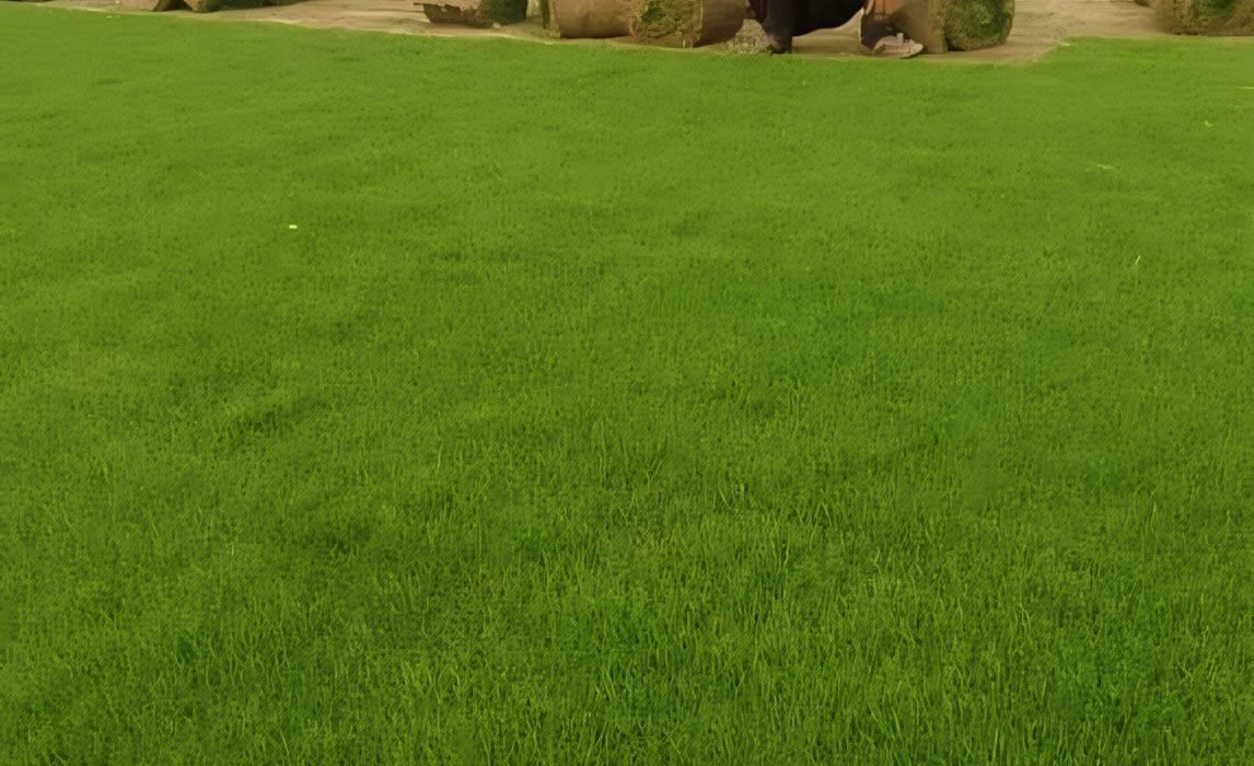 korean grass in dehradun, korean lawn grass in dehradun, natural lawn grass in dehradun