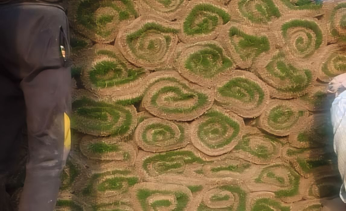 Nilgiri grass in Dehradun, Nilgiri lawn grass in Dehradun, natural lawn grass in Dehradun