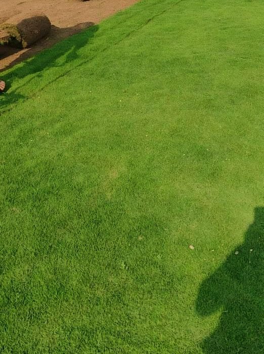 Bermuda grass in chandigarh, Bermuda lawn grass in chandigarh, natural lawn grass in Chandigarh